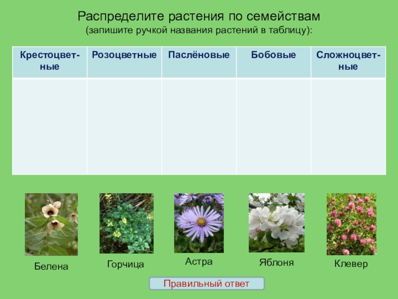 Семейства растений. Распределите растения по семействам. Семейства растений таблица. Распределение растений по семействам. Семейства растений по цветку.