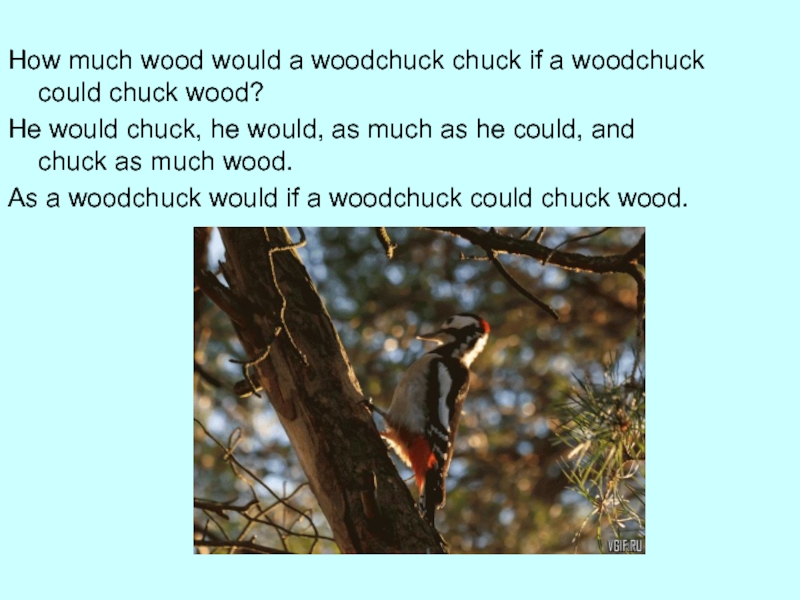 The woodchuck song. How much Wood скороговорка. How much Wood would a Woodchuck Chuck скороговорка. How much Wood could a Woodchuck Chuck. Скороговорка how much Wood would.