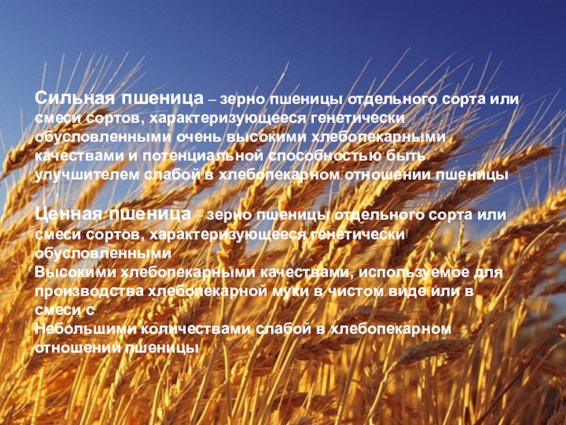 Северный кавказ специализируется на выращивании. Высшие сорта пшеницы. Качество пшеницы. Сильная пшеница это. Сорта сильной и слабой пшеницы.