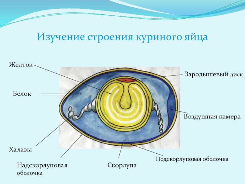 Изучение строения яйца птицы. Зародышевый диск в курином яйце. Строение яйца птицы халазы. Строение зародышевого диска куриного яйца. Изучение строения куриного яйца.