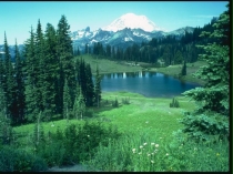 Презентация по теме Солнце, жизнь и хлорофилл