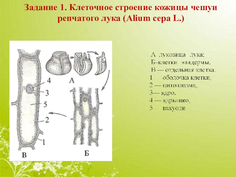 Клеточное строение имеют