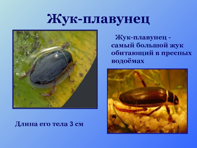 Жук-плавунец  Жук-плавунец - самый большой жук обитающий в пресных водоёмах Длина его тела 3 см