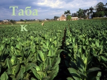 Получение каллусной ткани из листьев табака