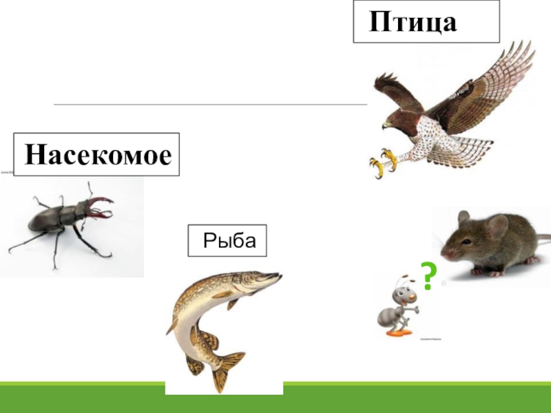 Кто такие звери презентация 2 класс