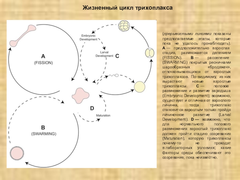 Взрослая стадия. Жизненный цикл трихоплакса. Жизненные циклы беспозвоночных. Жизненные циклы беспозвоночных животных. Жизненный цикл развития беспозвоночных.