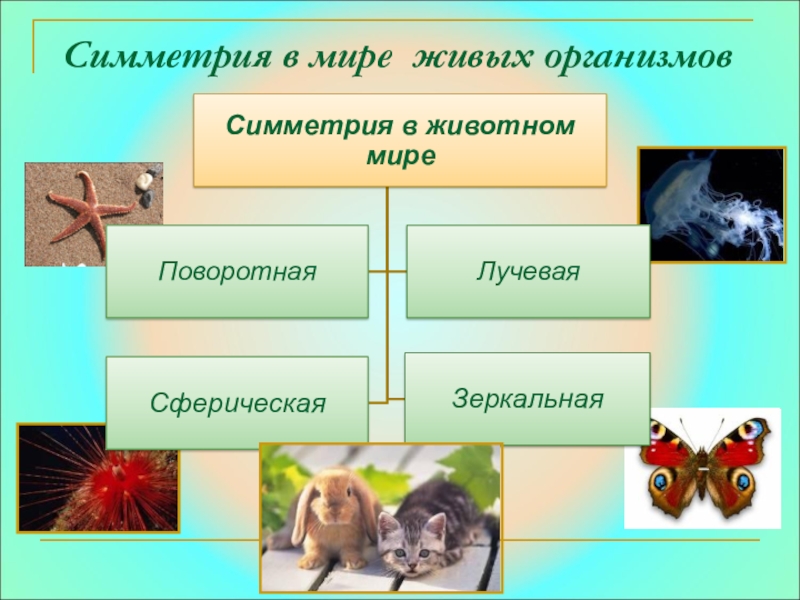 Типы симметрии животных 8 класс. Типы симметрии животных биология. Виды симметрии тела животных. Типы симметрии живых организмов. Типы симметрии.