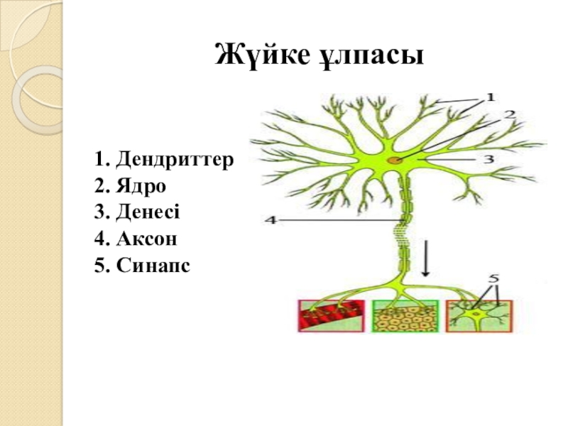 Аксон фото биология