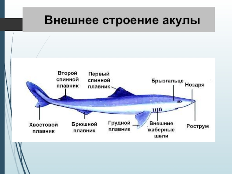 Хрящевые акулы представители