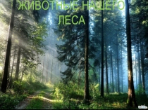 Презентация по окружающему миру на тему Животные леса.