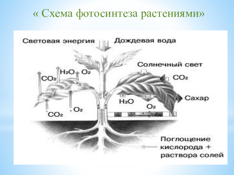 Во время фотосинтеза растения поглощают воду. Фотосинтез листа схема. Схема процесса фотосинтеза 6 класс биология. Схема отражающая процесс фотосинтеза. Рисунок схема фотосинтез 6 класс.