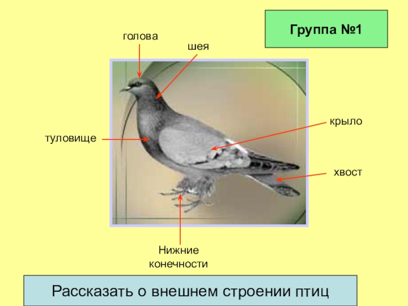 Строение птиц презентация 7 класс биология