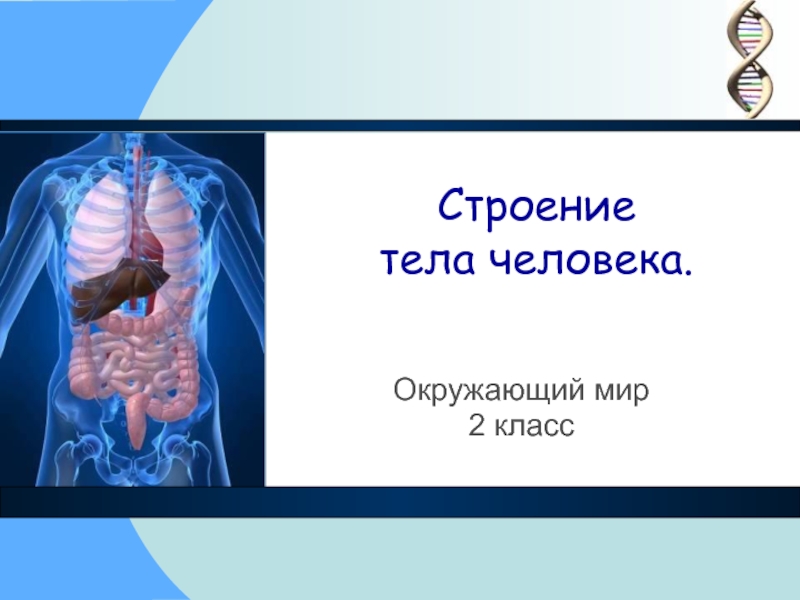 Окружающий мир 2 класс плешаков строение тела человека презентация 2 класс