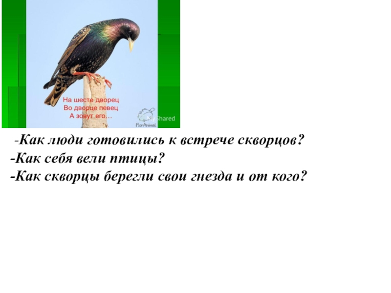 Скворцы составьте план рассказа запишите или нарисуйте