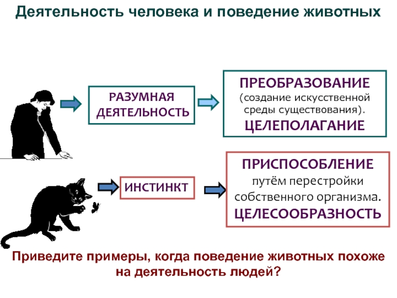 Социальное поведение животных презентация