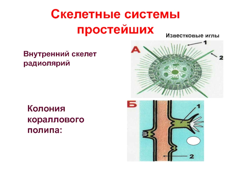 Система простейших. Внутренний скелет простейших. Наружный скелет простейших. Скелет простейших организмов.