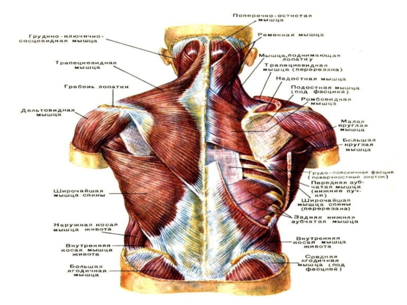 Фасции спины. Мышцы и фасции туловища анатомия. Мышцы шеи мышцы туловища. Мышцы шеи и груди. Мышцы шеи анатомия.