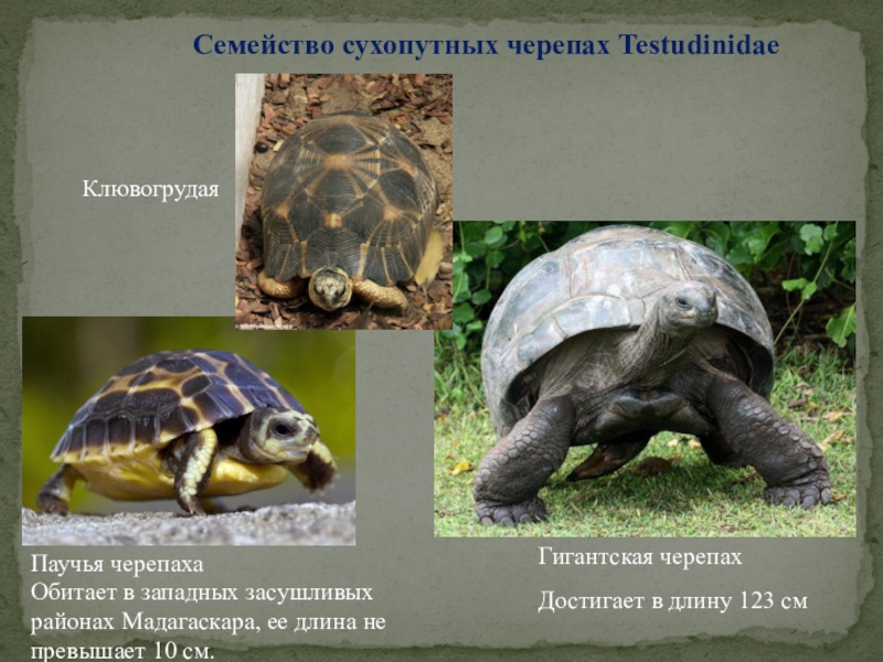 Семейство сухопутных черепах Testudinidae Паучья черепахаКлювогрудаяГигантская черепахОбитает в западных засушливых районах Мадагаскара, ее длина не превышает 10