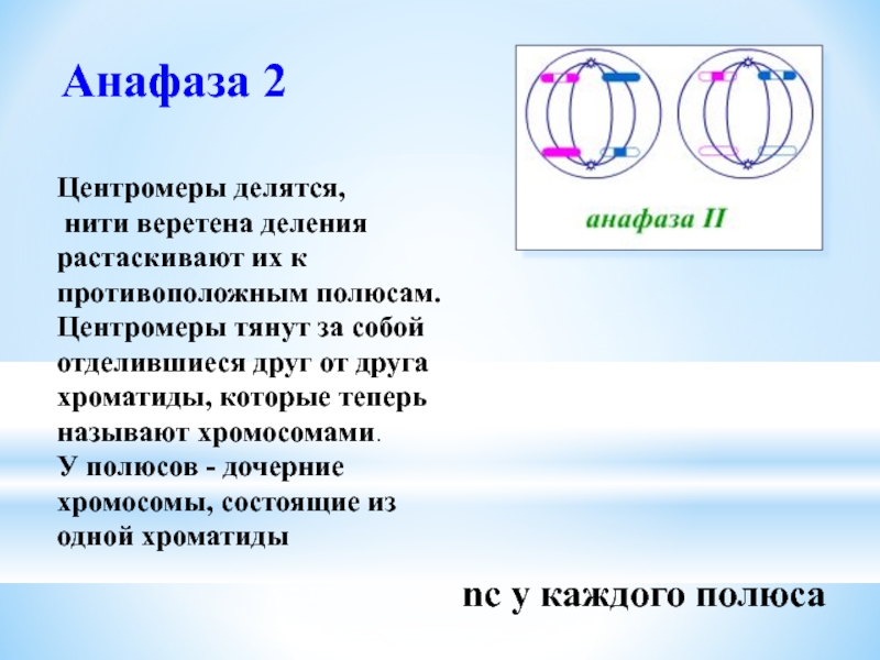 Анафаза мейоза 1 рисунок