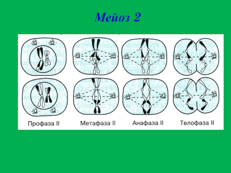 Презентация по биологии 10 класс мейоз