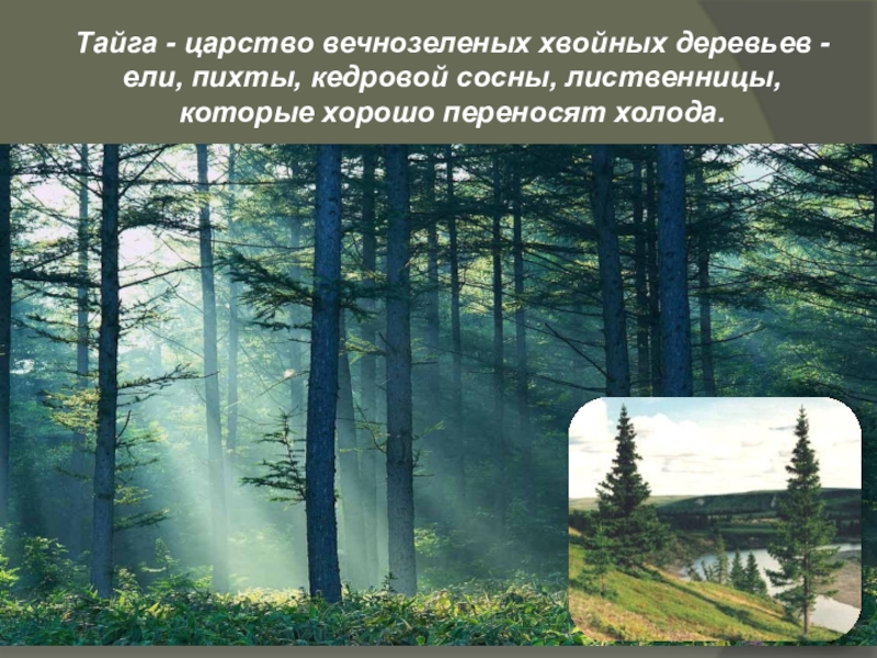 Природные зоны царство деревьев. Таежное царство это. Ель пихта лиственница. Предложение со словосочетанием Таежное царство.