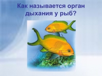 Блицтурнир по биологии, географии для учащихся 5-9 классов СКОШ