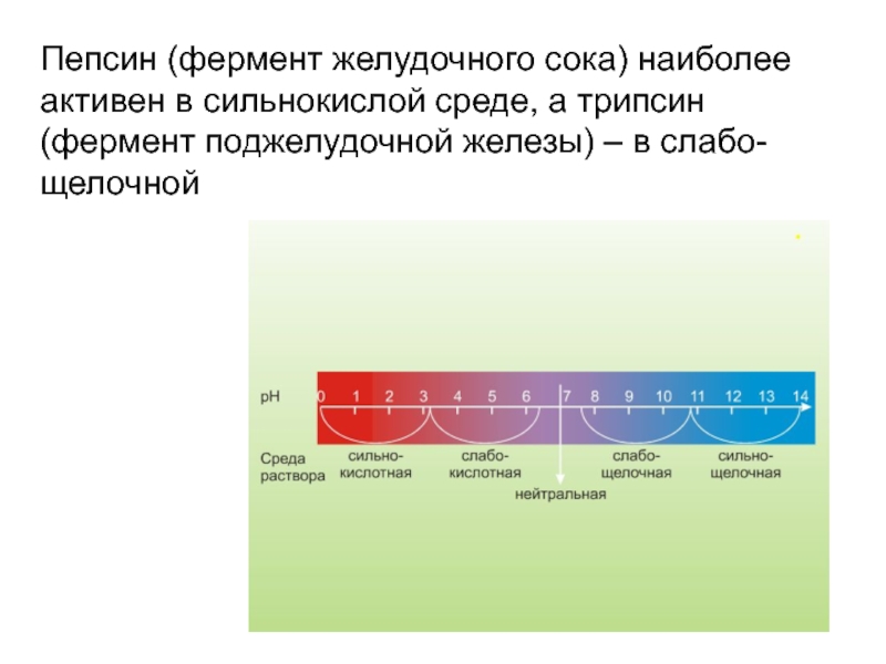 Пепсин температура активности