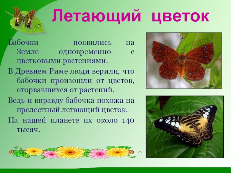 Бабочка составить слова. Информация про бабочек для детей дошкольного возраста. Стих про бабочку. Загадка про бабочку. Стихи про бабочку красивые.