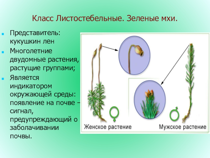 К какому классу относят растение листья которого показаны на рисунке 1 хвойные листостебельные мхи