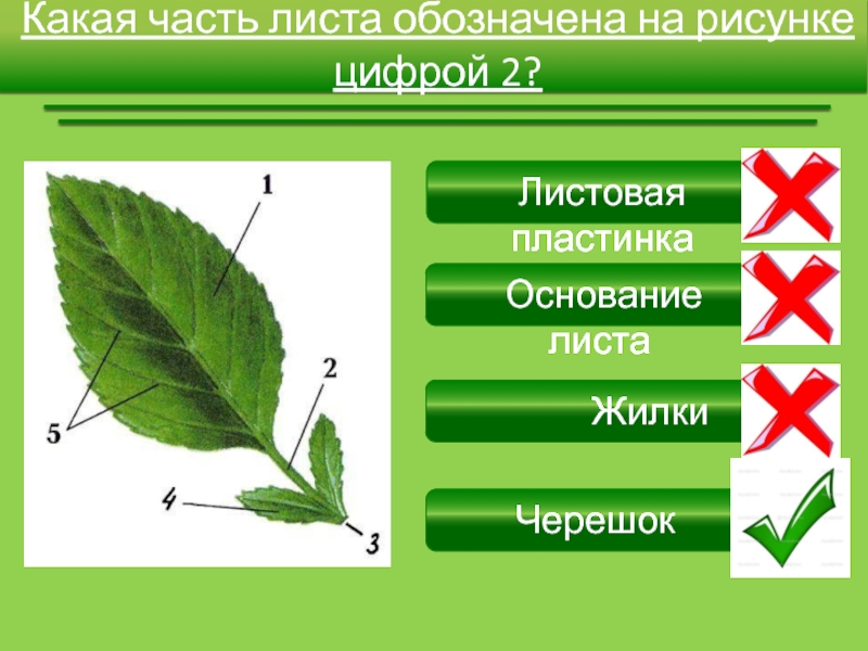 Тест строение листьев