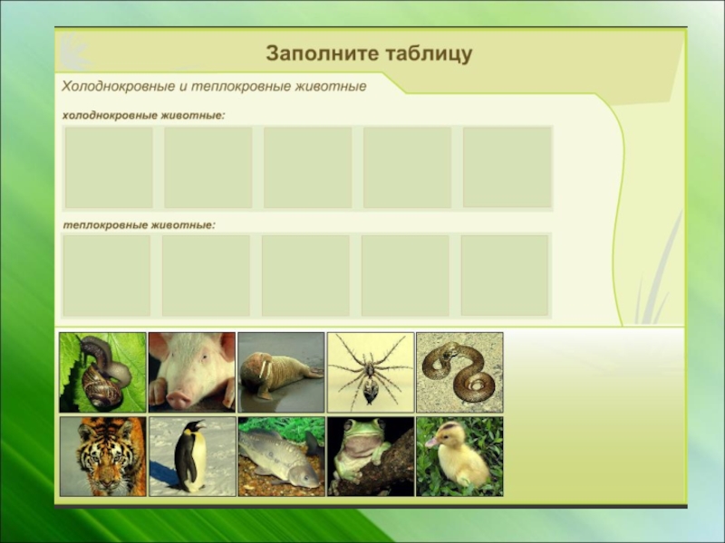 Теплокровные позвоночные животные 5 класс пасечник презентация