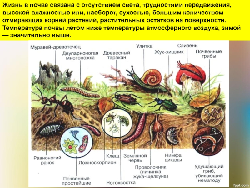 К какой группе обитателей почвы относятся микроорганизмы. Обитатели почвы. Почва и подземные обитатели. В почве обитают живые существа. Обитатели почвы для детей.