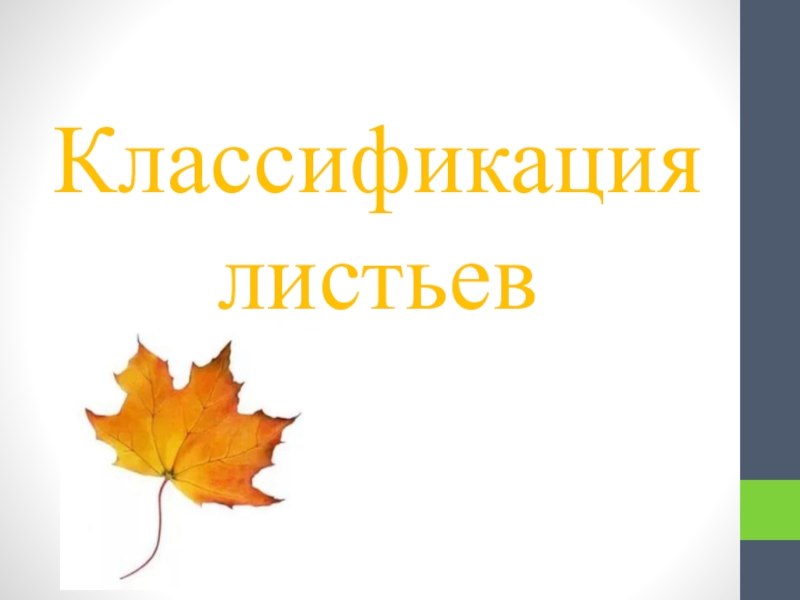 Классификация листьев. Классификация листовых. Простые и сложные листья классификация. Классификатор листьев. Классификатор листьев.