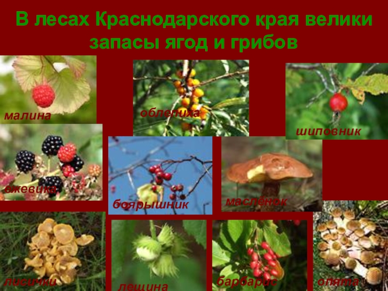 Красная книга краснодарского края презентация кубановедение 1 класс