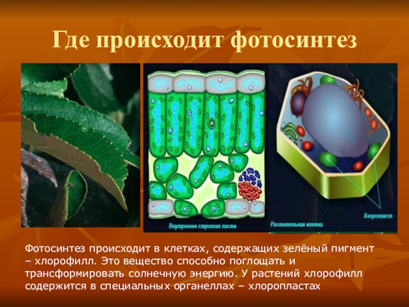 Все живые клетки растения активно поглощают кислород. Фотосинтез в клетках растений. Фотосинтнезпроисходит в. Фото Синтэз происходит в... Фотосинтез происходит в клетках содержащих.