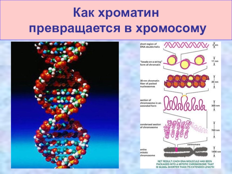 Образование хромосом состоящих из одной молекулы днк