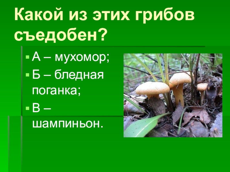 Какой из этих грибов съедобен?А – мухомор;Б – бледная поганка;В – шампиньон.