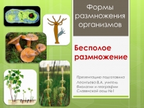 Презентация. Бесполое размножение организмов