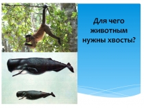 Презентация к проекту по биологии Для чего нужны хвосты животным (5-7 класс)