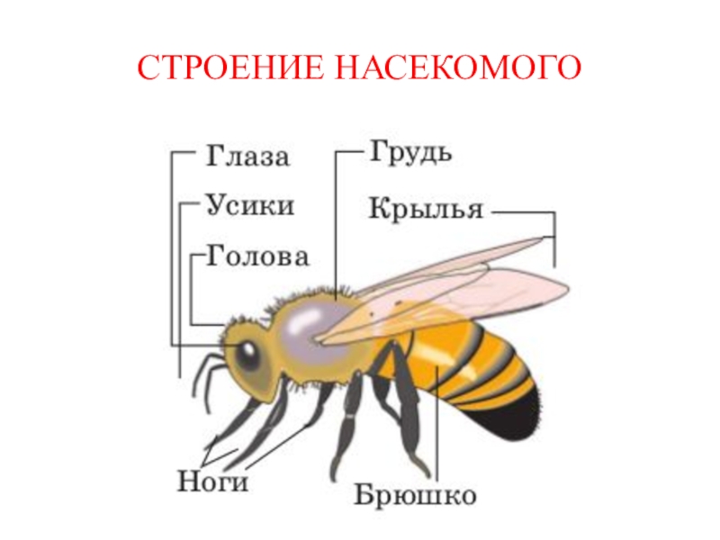 Схема строения насекомых