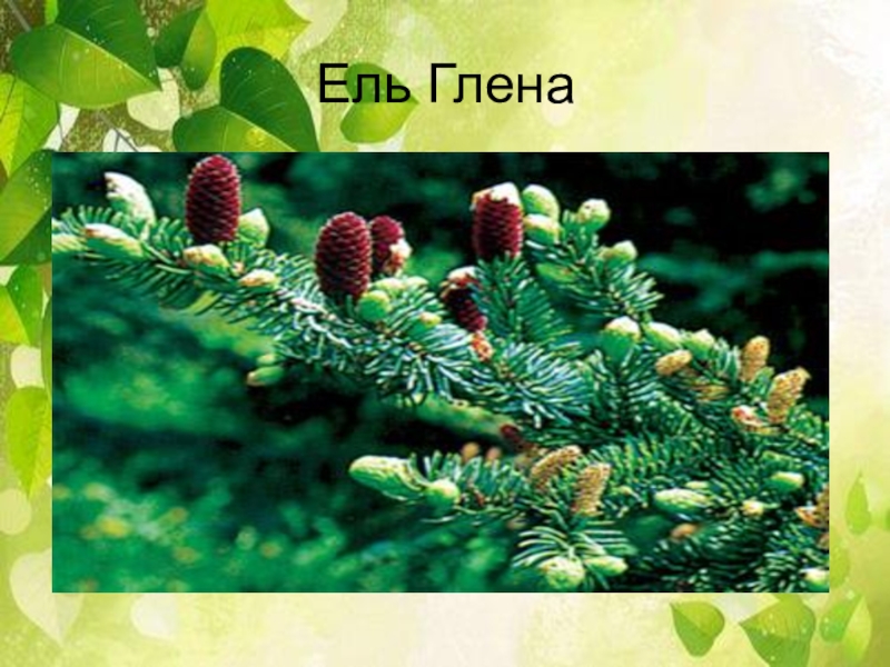 Ель глена. Ель Глена - Picea glehnii (fr. Schmidt) Mast.. Сахалинская ель Глена. Ель Глена шишки. Ель Глена краснокнижная.