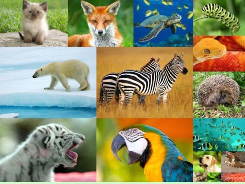 Многообразие видов. Разнообразие животных. Разнообразие видов животных. Многообразие животных и растений.