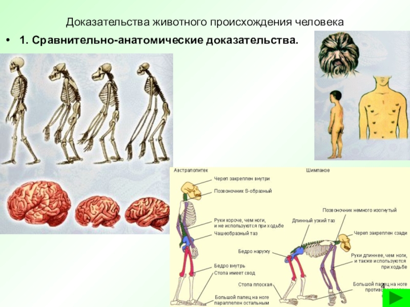 Происхождение человека проект