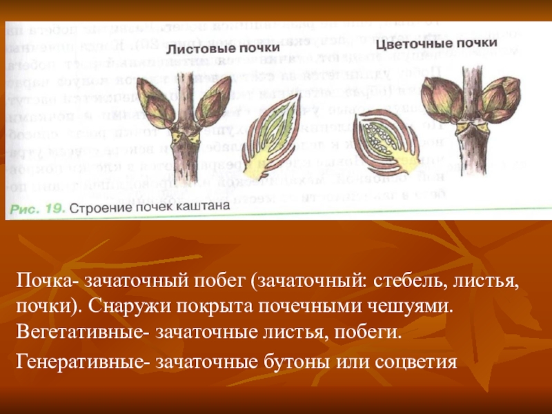 Почка это в биологии. Почка растения это зачаточный побег. Строение почки ботаника. Строение почки растения. Строение листовой почки.