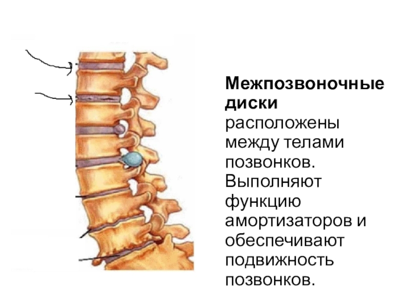 Межпозвоночный диск. Смежпозаоночные дмспи. Диски между позвонками. Функции межпозвоночных дисков.