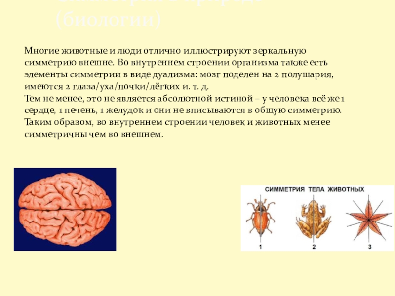 Симметрия в природе и на практике презентация