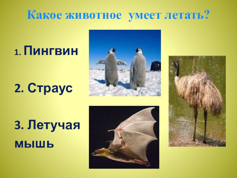 птицы которые не летают. какие птицы умеют летать. какое животное лишнее цапля страус пингвин. аист и фламинго. пингвины киви страусы.