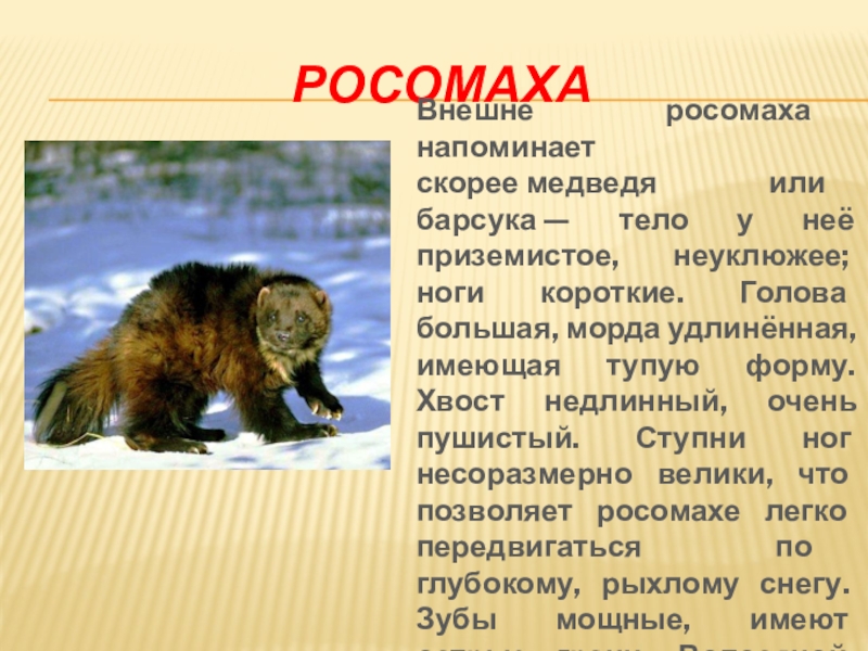 РосомахаВнешне росомаха напоминает скорее медведя  или барсука — тело у неё приземистое, неуклюжее; ноги короткие. Голова большая, морда удлинённая,