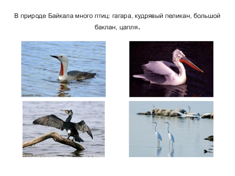 В природе Байкала много птиц: гагара, кудрявый пеликан, большой баклан, цапля.