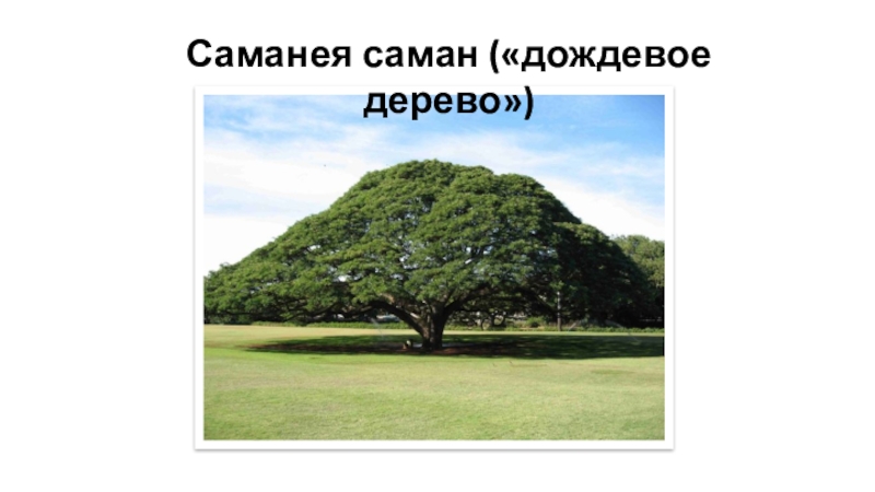 Саманея саман («дождевое дерево»)